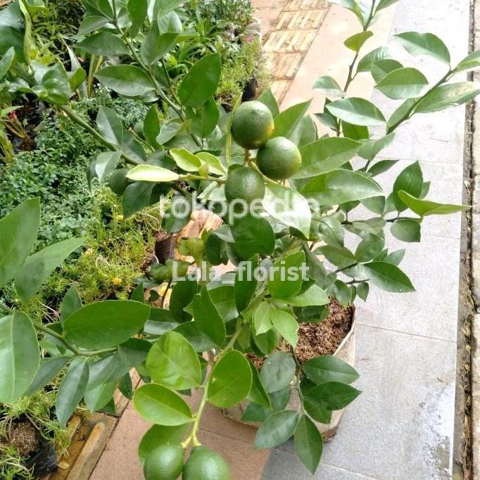 

BEBAS ONGKIR - pohon jeruk lemon california udah berbuah