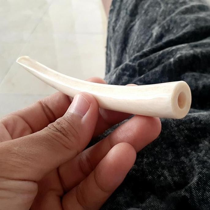 Iga duyung bersih padat model bulat ada tempat gigitan panjang 10cm