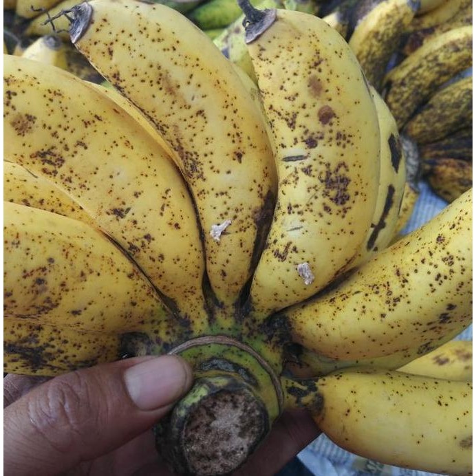 

JH8 buah pisang susu manis