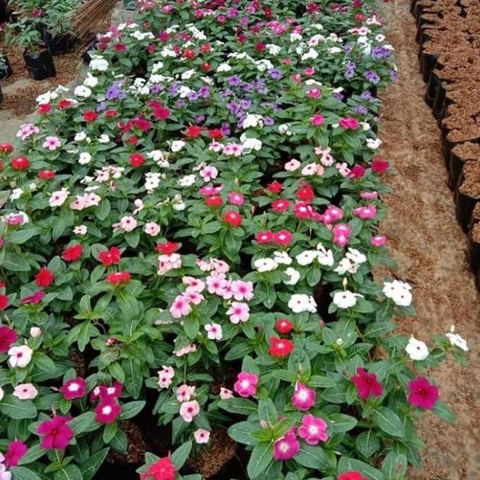 (Expert) Bunga VINCA BERBUNGA - Vinca Tapak Dara - Bunga Vinca