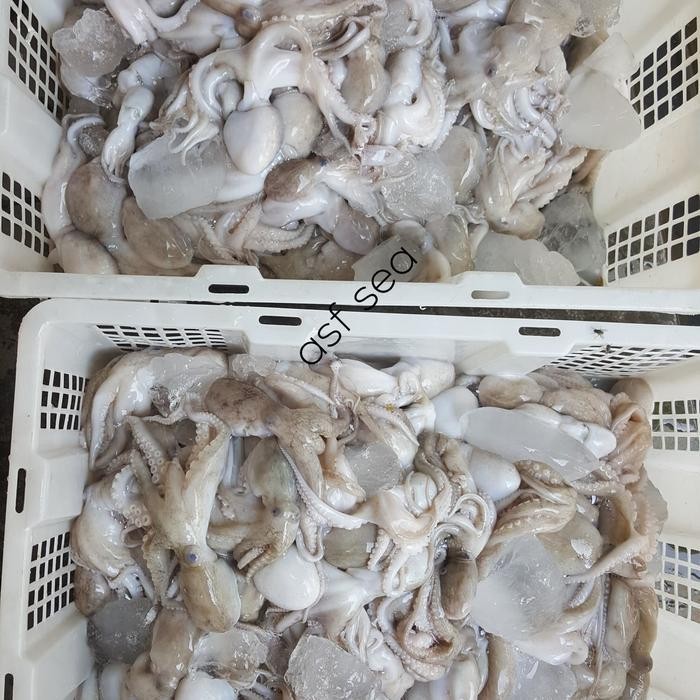 

Baby Octopus / Baby Gurita Frozen