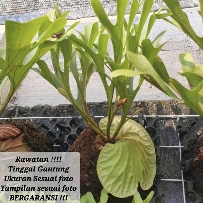 Platycerium Ridleyi / Simbar Menjangan / Tanduk Rusa Kalimantan