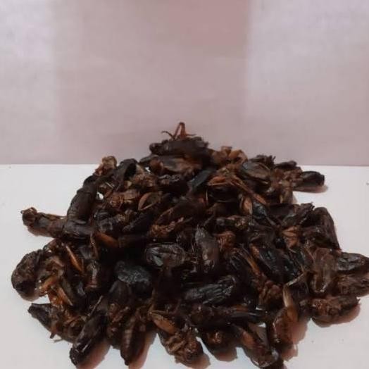 JANGKRIK KERING PAKAN BURUNG IKAN JANGKRIK ALAM KERING PRAKTIS