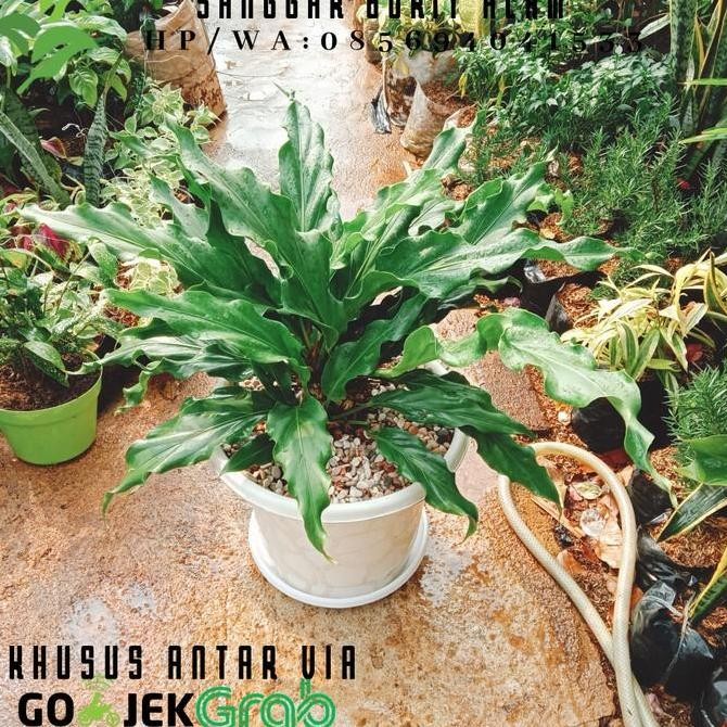 Tanaman Hias Anthurium Gelombang Cinta Besar Plus Pot Dan Tatakan