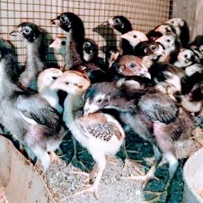 Anakan Bangkok Pakoy/Kaki Ubed/Calon Brakot dan Brutal/1bulan