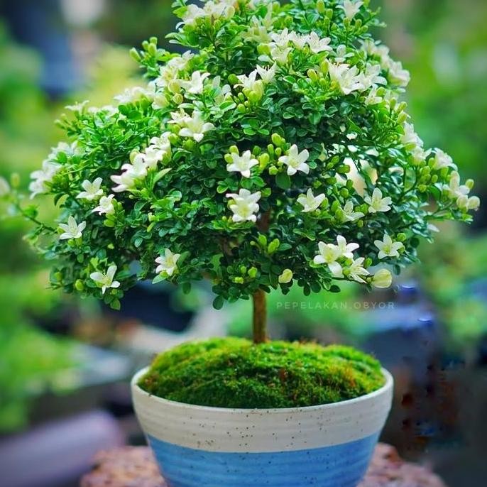 Bonsai Mame Kemuning Micro Murraya Paniculata Berbunga Harum Bestseler