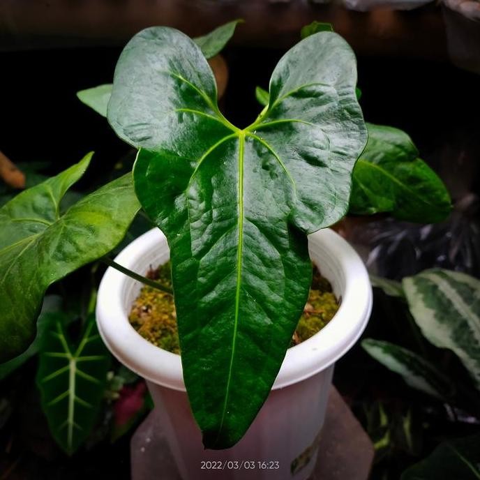 Anthurium Macrolobium X Clarinervium