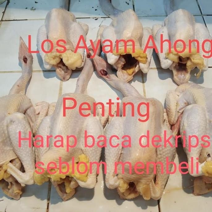 

Ayam Kampung Asli Liar Berat 1.4-1.5 Kg Hidup