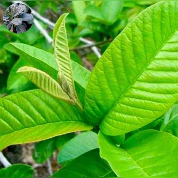 

Promo Daun Jambu Biji Segar Herbal Alami Langsung Petik Ketika Di Order COD