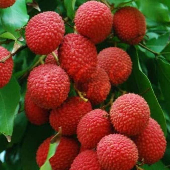 Promo Terlaris bibit leci merah tanpa biji / leci com tanpa biji COD