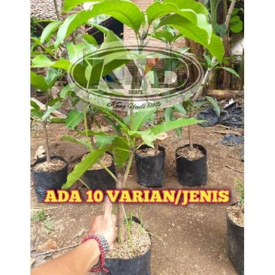 Promo R1DO bibit mangga 2 dimensi/mangga kombinasi(1 pohon bisa berbuah 2 COD