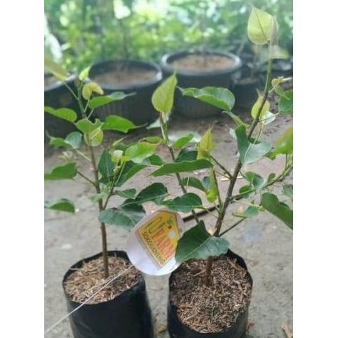 Promo promo bibit tanaman hidup pohon bodhi bodi body bodhi atau ficus COD