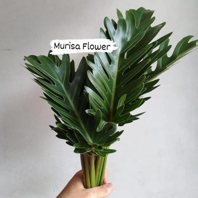 

Promo Daun xanadu segar per ikat isi 5 tangkai COD