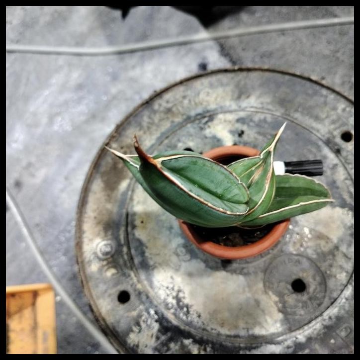 TERBARU SANSE SANSEVIERIA BANANA (1BNDUI) !!!!!