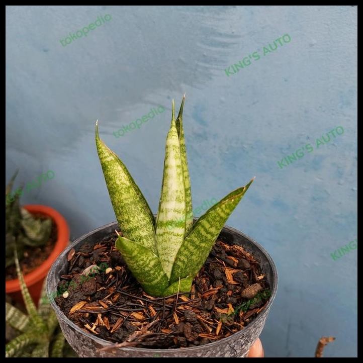 GRATIS ONGKIR SANSE / SANSEVIERIA CORDOVA PERSONII 23112022 