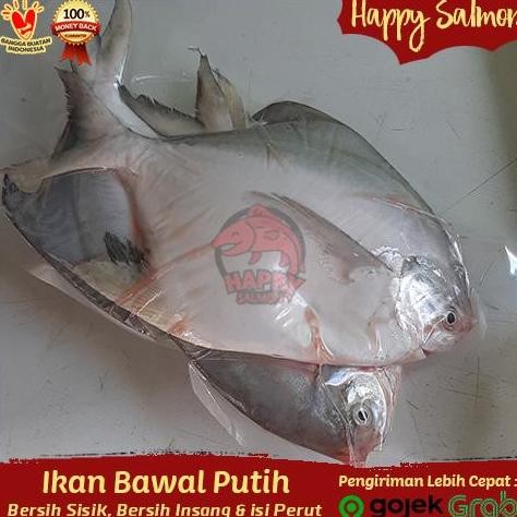 

Ikan Bawal Putih Segar - Bawal Putih Super Fresh 1Kg Isi 3-5 Ekor