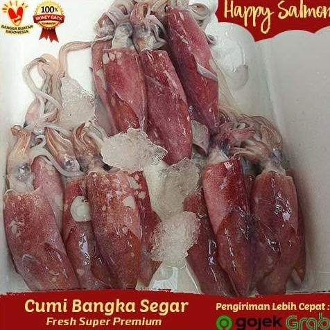

Cumi Bangka Segar Fresh Jumbo 1 Kg Isi 4-6 Ekor
