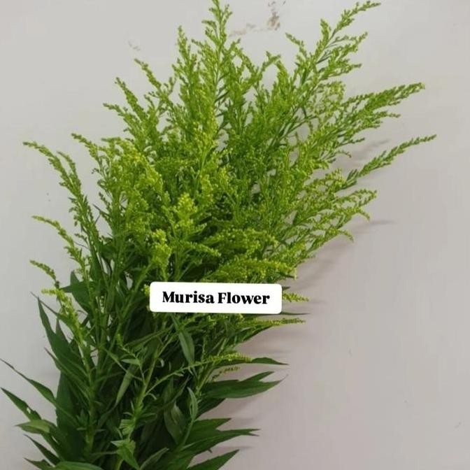 

Daun salidago segar per gabung