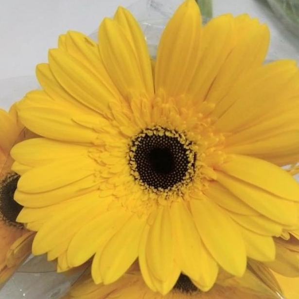 

Fresh Cut Gerbera Flower/ Bunga Gerbera Potong Segar isi 10 tangkai