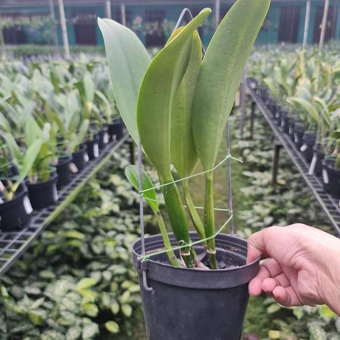 Anggrek Cattleya BLC . Enn Joy No.2