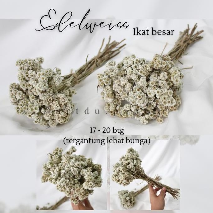 Bunga Edelweiss / Bunga Kering Abadi / Edelweiss Kering / Edelweiss
