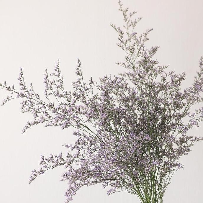 

Limonius Caspea Purple segar per tangkai/ fresh caspia