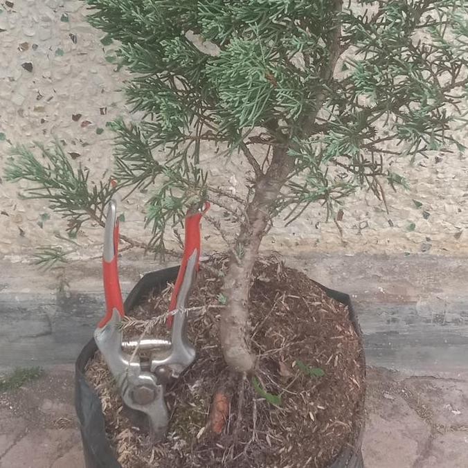 BIBIT BONSAI CEMARA SINENSIS BIRU. SEBESAR JEMPOL KAKI. TINGGI 50-60CM