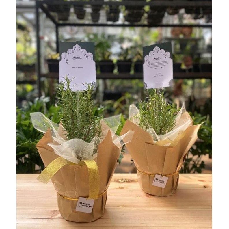 

HAMPERS ROSEMARY - TANANAM HERBS - DIPACKING CANTIK