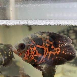 Ikan Hias Aquarium Oscar Hitam Short Body Ikan Hias Predator Air Tawar Aquarium Kolam