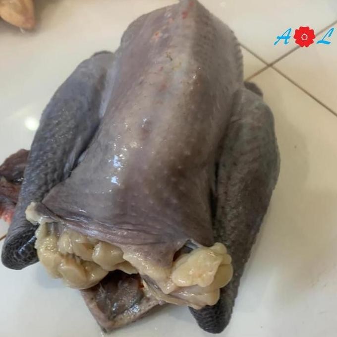 

Ayam Kampung Gemuk /Ada Yg Putih Dan Hitam
