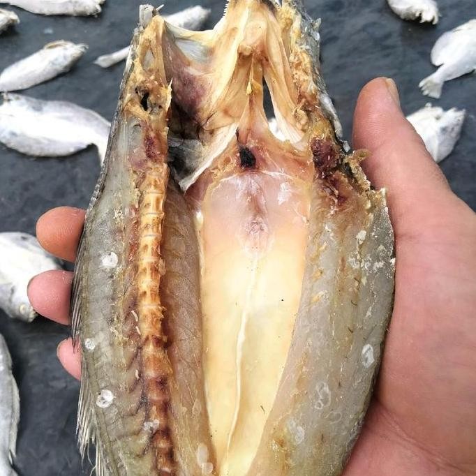 

Ikan Asin gulamo.kering maksimal Fish..kemasan 500 gram.ikan nya semua,langsung pengolahan sendiri..