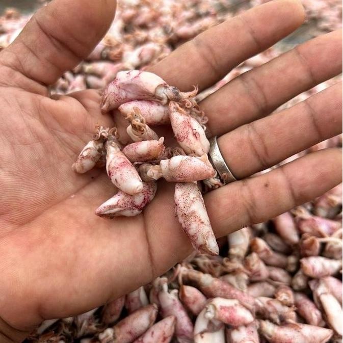 

BABY CUMI KERING 80% 250gr 1-2cm 2-3cm 3-4cm cumi asin ikan asin murah grosir Laut Makanan