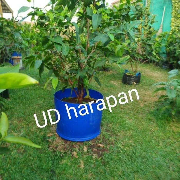 Drum Plastik/Tong Sampah Drum Besi /Tong Drum/Pot Tanaman Terlaris Best Quality 100% Original