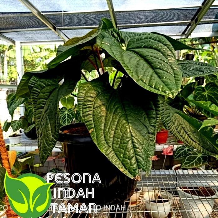 Tanaman Hias Anthurium Sirih  Daun Jumbo - Anthurium Sirih Jumbo Termurah Best Quality 100% Original