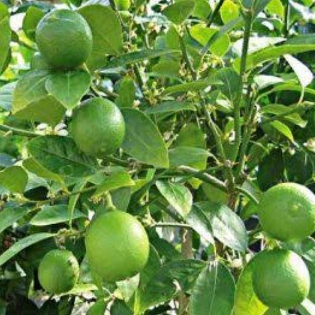 

Tanaman Buah Jeruk Nipis Kampung Terlaris Best Quality 100% Original