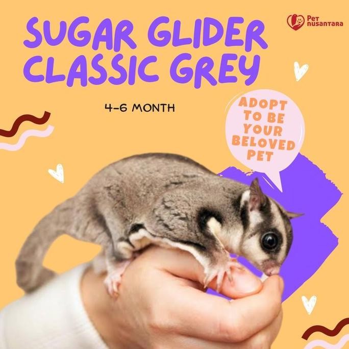 SUGAR GLIDER JINAK CLASSIC GREY