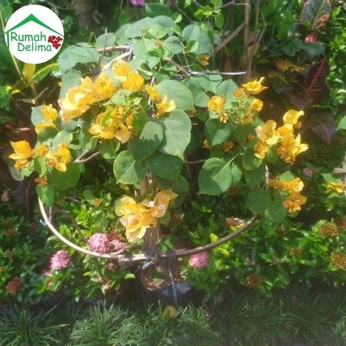 Tanaman Bougenville Rimbun/ Bougenville Bunga Tumpuk Pink