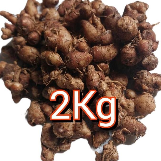 

Cikur 2Kg Bahan Rempah Bumbu Masakan Seblak DLL, Organik Alami Penyedap Spices
