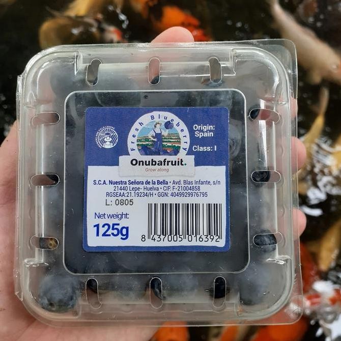 

Buah Blueberry fresh import