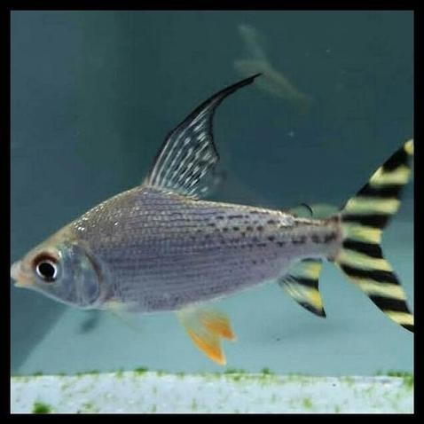 Ikan Hias American Flagtail Yellow Feifeng Fei Feng Ikan Air Tawar Pembersih Lumut DiM