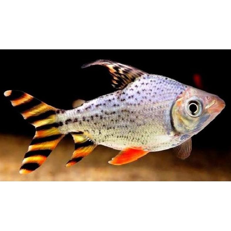 yellow feifeing YFF ikan pembersih tankmate predator DiM