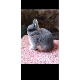 Kelinci mini Nd Nedherland dwarf DiM