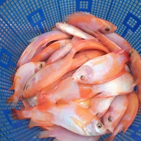 Bibit / benih ikan Nila Merah 2 - 3 jari Per KG DiM