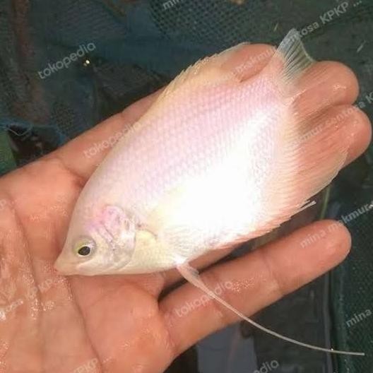 Ikan Gurame Padang Ikan Hias Air Tawar Aquarium Kolam DiM