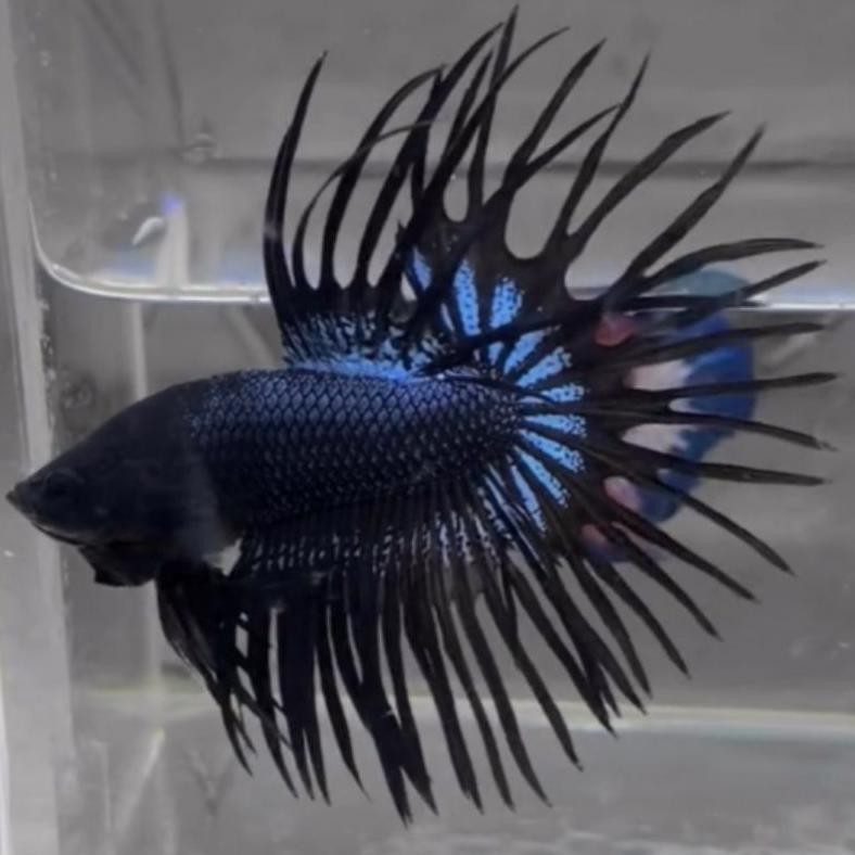 CT BLACK ORCHID + CROWNTAIL BLACK ORCHID GRADE A+ DiM