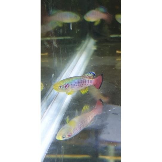 Killifish Guentheri Red / Kilifish DiM