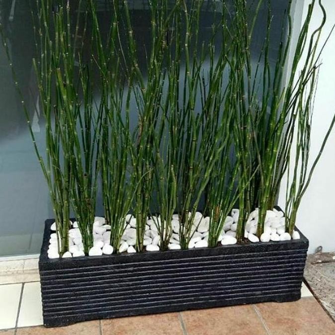 NEW paket hemat tanaman hias bambu air 3pcs+pot batu persegi panjang 50cm