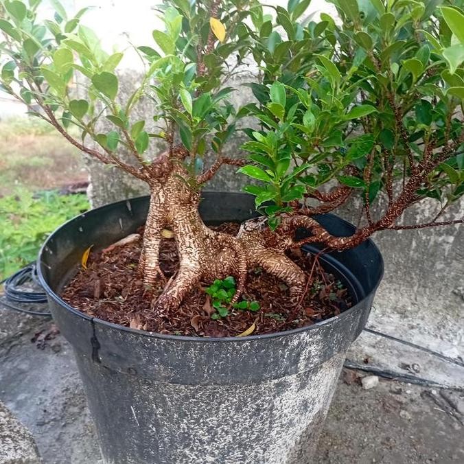 BEBAS ONGKIR - bonsai kimeng beringin, pohon kimeng, tanaman beringin kimeng