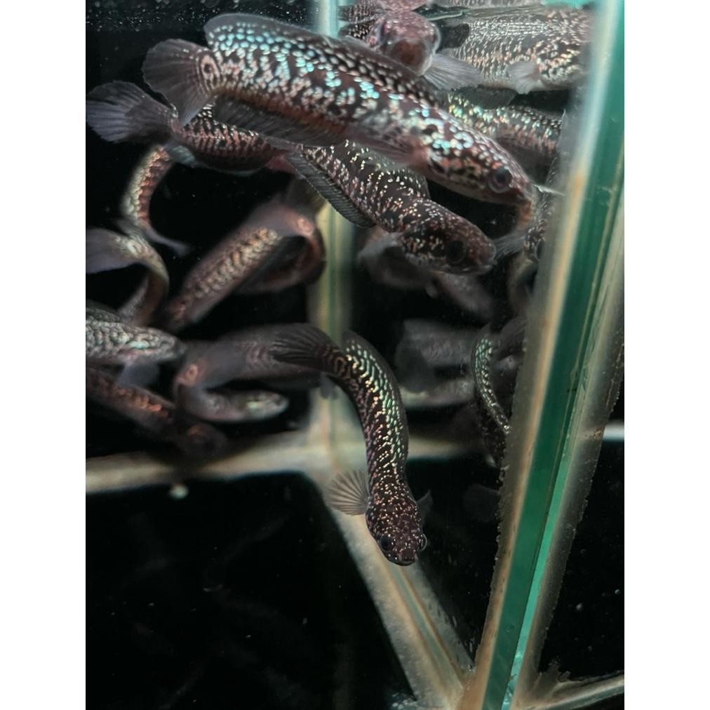 Asiatica Rsp kalimaya Full Grade A 8,5-10cm DiM