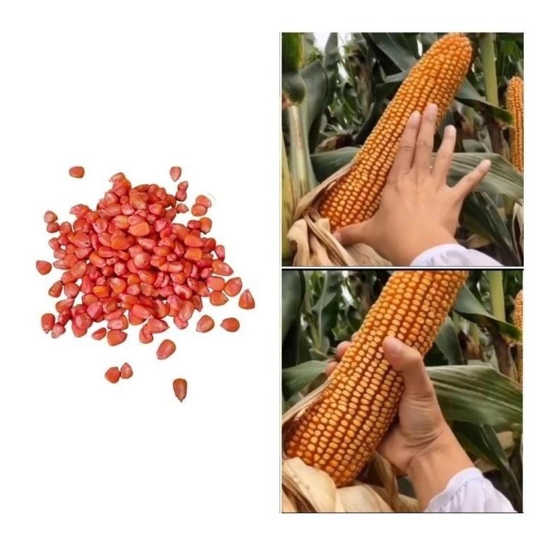 [Import] Benih Jagung Raksasa Hokaido Jepang 100% - Benih Unggul Siap Tanam